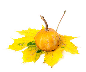 Image showing Orange decorative pumpkin on yellowed maple leaf