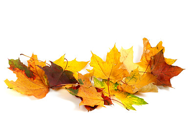 Image showing Dry multicolor maple-leafs on white background