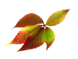 Image showing Autumn multicolor grapes leaf. Parthenocissus quinquefolia folia