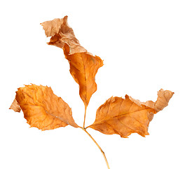 Image showing Dried autumn leaf. Close-up view.