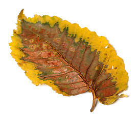 Image showing Dry autumn leaf 