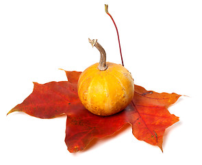 Image showing Small decorative pumpkin on red autumn maple-leaf