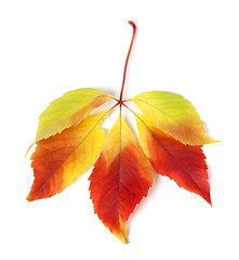 Image showing Multicolor autumn virginia creeper leaves