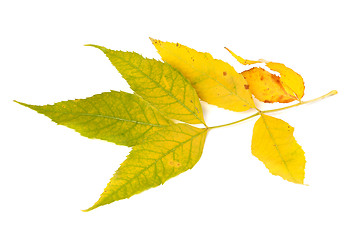 Image showing Yellowed autumn leaf 