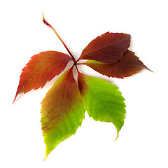 Image showing Multicolor autumn grapes leaf 