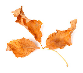 Image showing Dried yellowed autumn leaf