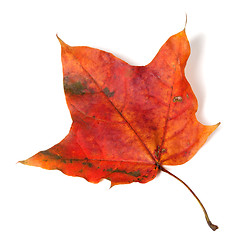 Image showing Red autumn maple leaf