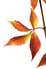 Image showing Autumn grapes leaves (Parthenocissus quinquefolia foliage)
