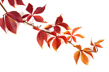 Image showing Branch of red autumn grapes leaves