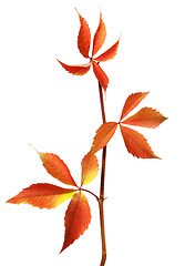 Image showing Branch of autumn grapes leaves (Parthenocissus quinquefolia foli