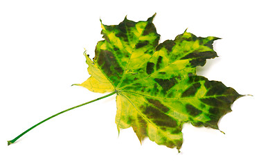 Image showing Multicolor maple leaf