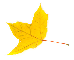 Image showing Autumn yellowed leaf