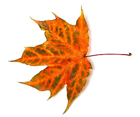 Image showing Multicolor autumn maple-leaf 