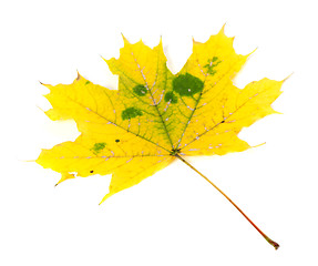 Image showing Yellowed autumn maple-leaf