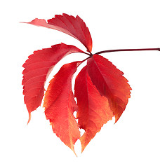 Image showing Red autumn virginia creeper leaves