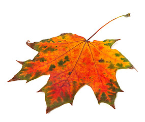 Image showing Multicolor autumn maple-leaf