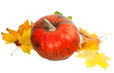 Image showing Red ripe pumpkin and autumn yellowed leaves