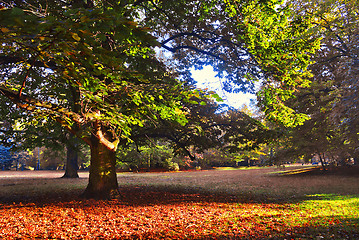 Image showing Mighty oak tree  