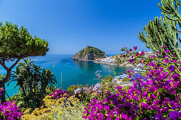 Image showing Ischia and Bougainvillea glabra