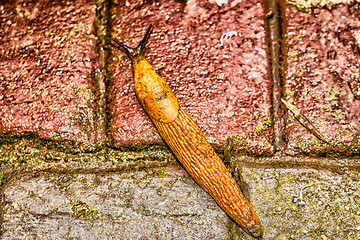 Image showing snail on floor