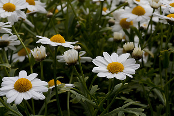 Image showing daisies