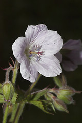 Image showing woodland cranesbill