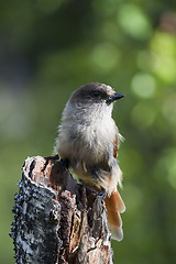 Image showing siberian jay