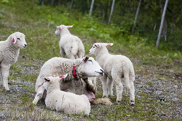 Image showing sheep by the road