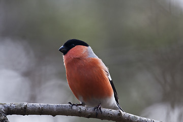 Image showing male bullfinch