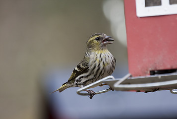 Image showing female siskin