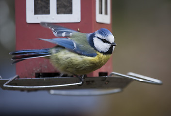 Image showing blue tit