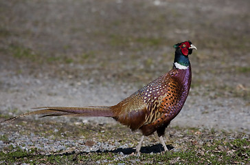 Image showing pheasant