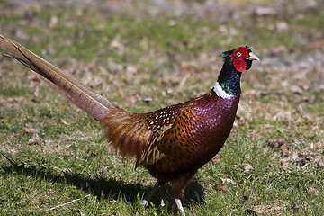 Image showing pheasant