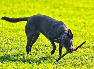 Image showing Cute dog