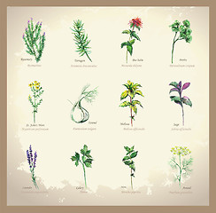 Image showing Illustration Spicy and curative herbs. Collection of fresh herbs