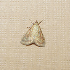 Image showing Moth butterfly