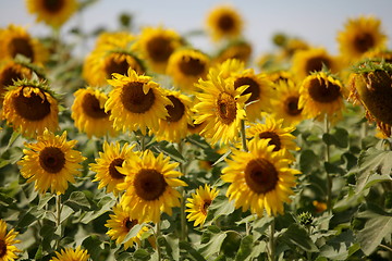 Image showing Sunflowers swaying in the wind close to