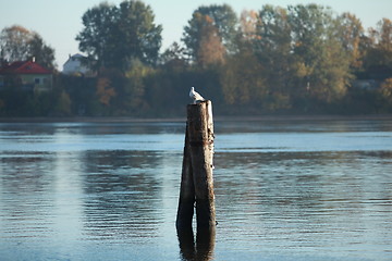 Image showing lonely seagulls in the pile