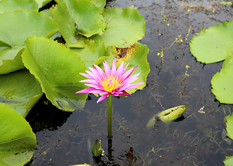 Image showing water lily in Thailand