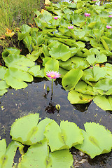 Image showing water lily in Thailand