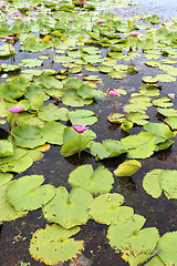 Image showing water lily in Thailand