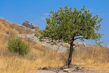 Image showing Pomegranate tree.
