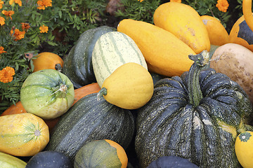 Image showing Varieties of pumpkins and squashes