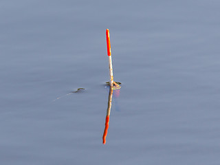 Image showing Fishing float floating