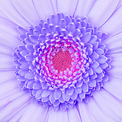 Image showing Purple gerbera flower isolated