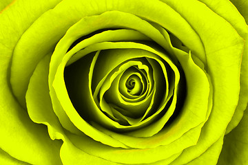 Image showing Close-up of a bright yellow rose