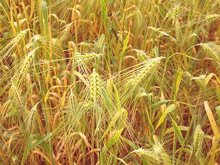 Image showing Retro look Barleycorn field