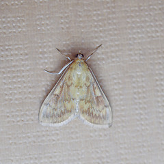 Image showing Moth butterfly