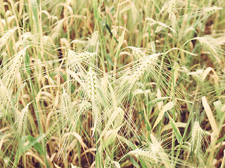 Image showing Retro look Barleycorn field