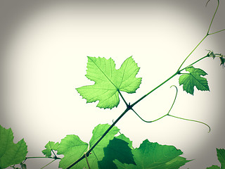 Image showing Retro look Vine picture